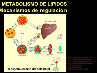 METABOLISMO DE LI PIDOS Mecanismos de regulaci ón Transporte reverso del colesterol ABCA1, trasportador casete unido a ATP...