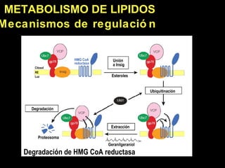 METABOLISMO DE LI PIDOS Mecanismos de regulaci ón Degradación de HMG CoA reductasa Proteosoma Extracción Degradación  Ubiq...