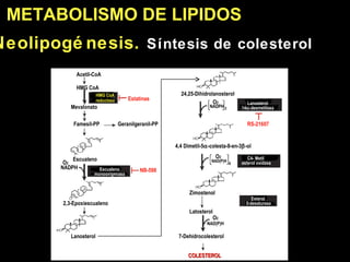 Neolipog énesis.  Síntesis de colesterol METABOLISMO DE LI PIDOS Acetil-CoA HMG CoA Mevalonato Famesil-PP Geranilgeranil-P...