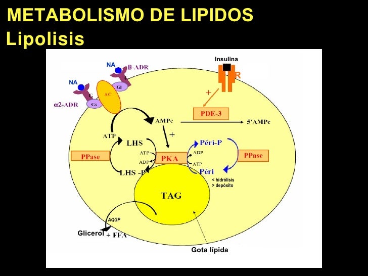 Como hackear dieta del metabolismo 7 dias