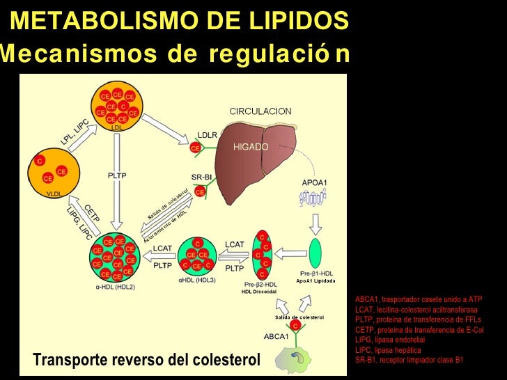 Metabolismo de lipidos Metabolismo de lipidos
