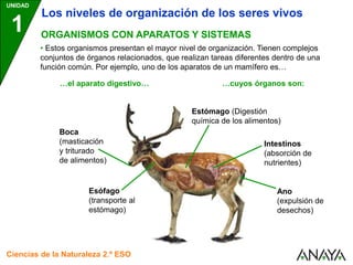 UNIDAD
1
Ciencias de la Naturaleza 2.º ESO
ORGANISMOS CON APARATOS Y SISTEMAS
• Estos organismos presentan el mayor nivel de organización. Tienen complejos
conjuntos de órganos relacionados, que realizan tareas diferentes dentro de una
función común. Por ejemplo, uno de los aparatos de un mamífero es…
…el aparato digestivo…
Los niveles de organización de los seres vivos
Esófago
(transporte al
estómago)
Estómago (Digestión
química de los alimentos)
Intestinos
(absorción de
nutrientes)
Boca
(masticación
y triturado
de alimentos)
Ano
(expulsión de
desechos)
…cuyos órganos son:
 