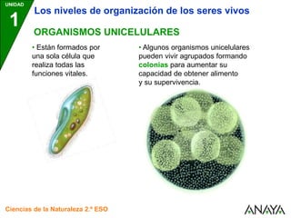 ORGANISMOS UNICELULARES
UNIDAD
1
Ciencias de la Naturaleza 2.º ESO
Los niveles de organización de los seres vivos
• Están formados por
una sola célula que
realiza todas las
funciones vitales.
• Algunos organismos unicelulares
pueden vivir agrupados formando
colonias para aumentar su
capacidad de obtener alimento
y su supervivencia.
 