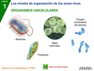 ORGANISMOS UNICELULARES
Volver al menú inicial
UNIDAD
1
Ciencias de la Naturaleza 2.º ESO
Los niveles de organización de los seres vivos
Bacterias
Protozoos
Algas
coloniales
Hongos
unicelulares
(levaduras)
 