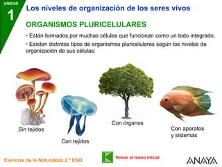 UNIDAD
1
Ciencias de la Naturaleza 2.º ESO
ORGANISMOS PLURICELULARES
• Están formados por muchas células que funcionan como un todo integrado.
• Existen distintos tipos de organismos pluricelulares según los niveles de
organización de sus células:
Volver al menú inicial
Los niveles de organización de los seres vivos
Sin tejidos
Con tejidos
Con órganos
Con aparatos
y sistemas
 