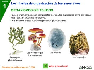 UNIDAD
1
Ciencias de la Naturaleza 2.º ESO
ORGANISMOS SIN TEJIDOS
Los niveles de organización de los seres vivos
• Estos organismos están compuestos por células agrupadas entre sí y todas
ellas realizan todas las funciones.
• Pertenecen a este tipo de organismos pluricelulares:
Las algas
pluricelulares
Los hongos que
forman setas
Los mohos
Las esponjas
Volver al menú inicial
 