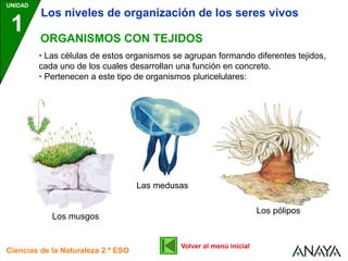 UNIDAD
1
Ciencias de la Naturaleza 2.º ESO
ORGANISMOS CON TEJIDOS
• Las células de estos organismos se agrupan formando diferentes tejidos,
cada uno de los cuales desarrollan una función en concreto.
• Pertenecen a este tipo de organismos pluricelulares:
Los niveles de organización de los seres vivos
Los musgos
Las medusas
Los pólipos
Volver al menú inicial
 