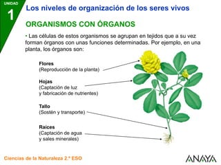 UNIDAD
1
Ciencias de la Naturaleza 2.º ESO
ORGANISMOS CON ÓRGANOS
• Las células de estos organismos se agrupan en tejidos que a su vez
forman órganos con unas funciones determinadas. Por ejemplo, en una
planta, los órganos son:
Los niveles de organización de los seres vivos
Hojas
(Captación de luz
y fabricación de nutrientes)
Tallo
(Sostén y transporte)
Raíces
(Captación de agua
y sales minerales)
Flores
(Reproducción de la planta)
 
