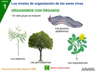 UNIDAD
1
Ciencias de la Naturaleza 2.º ESO
ORGANISMOS CON ÓRGANOS
• En este grupo se incluyen:
Los niveles de organización de los seres vivos
Los gusanos
platelmintos
Los helechos
Las gimnospermas Las angiospermas
Volver al menú inicial
 