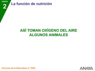 UNIDAD
2
La función de nutrición
Ciencias de la Naturaleza 2.º ESO
ASÍ TOMAN OXÍGENO DEL AIRE
ALGUNOS ANIMALES
 