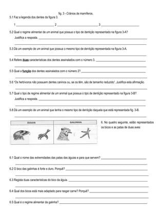 fig. 3 - Crânios de mamíferos.
5.1 Faz a legenda dos dentes da figura 3.
1 __________________________ 2 ____________________________ 3 __________________________
5.2 Qual o regime alimentar de um animal que possua o tipo de dentição representado na figura 3-A?
Justifica a resposta. __________________________________________________________________________
__________________________________________________________________________________________
5.3 Dá um exemplo de um animal que possua o mesmo tipo de dentição representada na figura 3-A.
__________________________________________________________________________________________
5.4 Refere duas características dos dentes assinalados com o número 3. __________________________________
__________________________________________________________________________________________
5.5 Qual a função dos dentes assinalados com o número 2? ____________________________________________
__________________________________________________________________________________________
5.6 “Os herbívoros não possuem dentes caninos ou, se os têm, são de tamanho reduzido”. Justifica esta afirmação.
__________________________________________________________________________________________
5.7 Qual o tipo de regime alimentar de um animal que possua o tipo de dentição representado na figura 3-B?
Justifica a resposta. _________________________________________________________________________
_________________________________________________________________________________________
5.8 Dá um exemplo de um animal que tenha o mesmo tipo de dentição daquela que está representada fig. 3-B.
__________________________________________________________________________________________
6. No quadro seguinte, estão representados
os bicos e as patas de duas aves:
6.1 Qual o nome das extremidades das patas das águias e para que servem? _______________________________
__________________________________________________________________________________________
6.2 O bico das galinhas é forte e duro. Porquê? ________________________________________________________
___________________________________________________________________________________________
6.3 Regista duas características do bico da águia. ______________________________________________________
___________________________________________________________________________________________
6.4 Qual dos bicos está mais adaptado para rasgar carne? Porquê? ________________________________________
___________________________________________________________________________________________
6.5 Qual é o regime alimentar da galinha? ____________________________________________________________
 