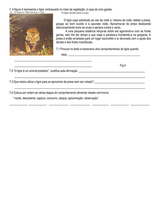 7. A figura 4 representa o tigre, emboscado no meio da vegetação, à caça de uma gazela.
O tigre pronto para a caça
O tigre caça sobretudo ao cair da noite e, mesmo de noite, deteta a presa,
graças ao bom ouvido e à apurada visão. Aproxima-se da presa deslizando
silenciosamente entre as ervas e sempre contra o vento.
A uma pequena distância lança-se sobre ela agarrando-a com as fortes
garras, sem lhe dar tempo a que reaja e paralisa-a mordendo-a na garganta. A
presa é então arrastada para um lugar escondido e aí devorada com a ajuda dos
dentes e das fortes mandíbulas.
7.1 Procura no texto e transcreve dois comportamentos do tigre quando
caça. __________________________________________________
______________________________________________________
______________________________________________________ Fig.4
7.2 “O tigre é um animal predador.” Justifica esta afirmação. ______________________________________________
___________________________________________________________________________________________
7.3 Que meios utiliza o tigre para se aproximar da presa sem ser notado? ___________________________________
___________________________________________________________________________________________
7.4 Coloca por ordem as várias etapas do comportamento alimentar destes carnívoros:
“ morte, descoberta, captura, consumo, ataque, aproximação, observação”
____________, ____________, _____________, _____________, ___________, ____________, _____________
 