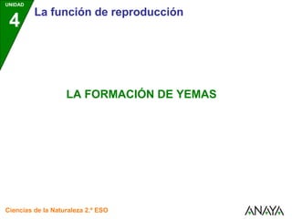 UNIDAD
         La función de reproducción
 4


                   LA FORMACIÓN DE YEMAS




Ciencias de la Naturaleza 2.º ESO
 