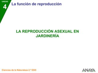 UNIDAD
         La función de reproducción
 4


             LA REPRODUCCIÓN ASEXUAL EN
                     JARDINERÍA




Ciencias de la Naturaleza 2.º ESO
 