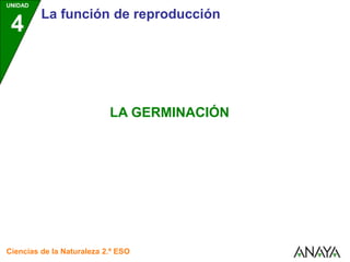 UNIDAD
4
La función de reproducción
Ciencias de la Naturaleza 2.º ESO
LA GERMINACIÓN
 
