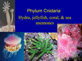 Phylum Cnidaria
Hydra, jellyfish, coral, & seaHydra, jellyfish, coral, & sea
anemonesanemones
 