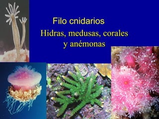 Filo cnidarios
Hidras, medusas, coralesHidras, medusas, corales
y anémonasy anémonas
 