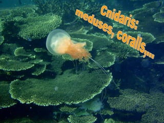 Cnidaris: meduses, coralls,... 