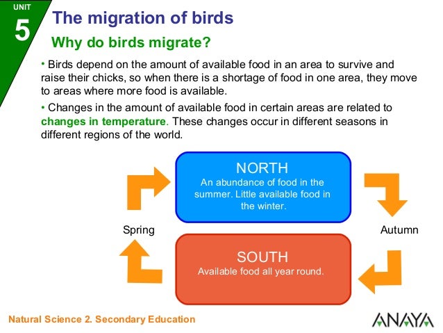 migratory birds migratory birds