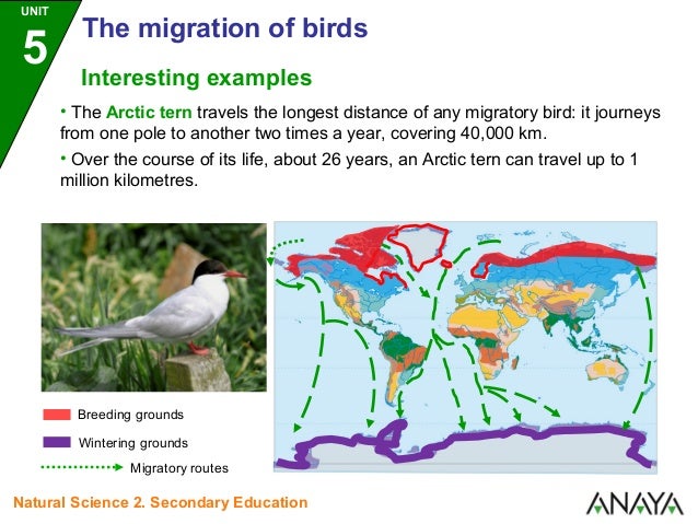 Migratory birds