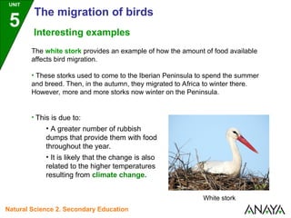 Interesting examples
The white stork provides an example of how the amount of food available
affects bird migration.
• These storks used to come to the Iberian Peninsula to spend the summer
and breed. Then, in the autumn, they migrated to Africa to winter there.
However, more and more storks now winter on the Peninsula.
• This is due to:
• A greater number of rubbish
dumps that provide them with food
throughout the year.
• It is likely that the change is also
related to the higher temperatures
resulting from climate change.
White stork
UNIT
5
The migration of birds
Natural Science 2. Secondary Education
 