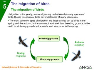 UNIT
5
The migration of birds
The migration of birds
• Migration is the yearly, seasonal journey undertaken by many species of
birds. During this journey, birds cover distances of many kilometres.
• The most common types of migration are those carried out by birds in the
spring and the autumn. In the autumn, they travel from breeding grounds in the
north to wintering grounds in the south, and vice versa in the spring.
Breeding grounds
Wintering grounds
Autumn
migration
Spring
migration
Natural Science 2. Secondary Education
 