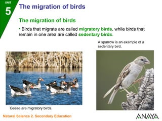 • Birds that migrate are called migratory birds, while birds that
remain in one area are called sedentary birds.
Geese are migratory birds.
A sparrow is an example of a
sedentary bird.
The migration of birds
UNIT
5
The migration of birds
Natural Science 2. Secondary Education
 