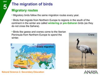 Migratory routes
• Migratory birds follow the same migration routes every year.
• Birds that migrate from Northern Europe to regions in the south of the
continent in the winter are called wintering or pre-Saharan birds (as they
do not cross the Sahara).
• Birds like geese and cranes come to the Iberian
Peninsula from Northern Europe to spend the
winter.
The
Sahara
Crane migration
Crane
UNIT
5
The migration of birds
Natural Science 2. Secondary Education
 