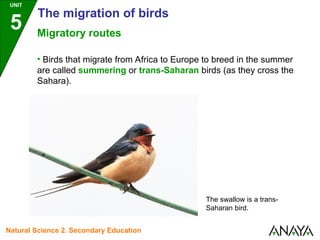 • Birds that migrate from Africa to Europe to breed in the summer
are called summering or trans-Saharan birds (as they cross the
Sahara).
The swallow is a trans-
Saharan bird.
UNIT
5
The migration of birds
Migratory routes
Natural Science 2. Secondary Education
 