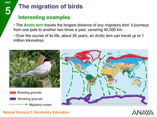Interesting examples
• The Arctic tern travels the longest distance of any migratory bird: it journeys
from one pole to another two times a year, covering 40,000 km.
• Over the course of its life, about 26 years, an Arctic tern can travel up to 1
million kilometres.
Breeding grounds
Wintering grounds
Migratory routes
UNIT
5
The migration of birds
Natural Science 2. Secondary Education
 
