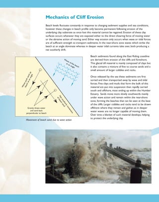 Mechanics of Cliff Erosion
Beach levels fluctuate constantly in response to changing sediment supplies and sea conditions,
however these changes in beach profile only become permanent following erosion of the
underlying clay substrate as once lost this material cannot be regained. Erosion of these clay
surfaces occurs whenever they are exposed either to the direct shearing force of moving water
or the abrasive action of moving sand. Either way erosion only occurs when wave or tidal forces
are of sufficient strength to transport sediments. In the near-shore zone waves which strike the
beach at an angle dominate whereas in deeper water tidal currents take over, both producing a
net southerly drift.

Wa
ve
bea s pu
ch sh s
at
an and u
ang p
le

Wa
ves
s
at a trike
n a bea
ngl
e ch

nt
me
ve
mo
rly
the d
ou san
t s ch
Ne bea
of

Gravity draws water
and sand back
perpendicular to beach

Movement of beach sand due to wave action

Beach sediments found along the East Riding coastline
are derived from erosion of the cliffs and foreshore.
This glacial till material is mainly composed of clays but
it also contains a mixture of fine to course sands and a
small amount of larger cobbles and rocks.
Once released by the sea these sediments are first
sorted and then transported away by wave and tidal
forces. Fine clays and muds that form the bulk of this
material are put into suspension then rapidly carried
south and offshore, most ending up within the Humber
Estuary. Sands move more slowly southwards mainly
under wave action and remain within the near-shore
zone, forming the beaches that can be seen at the base
of the cliffs. Larger cobbles and rocks tend to be drawn
offshore where they remain and gather, as in deeper
water waves are no longer capable of moving them.
Over time a blanket of such material develops, helping
to protect the underlying clay.

 