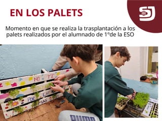 EN LOS PALETS
Momento en que se realiza la trasplantación a los
palets realizados por el alumnado de 1ºde la ESO
 