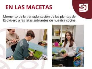 EN LAS MACETAS
Momento de la transplantación de las plantas del
Ecovivero a las latas sobrantes de nuestra cocina.
 
