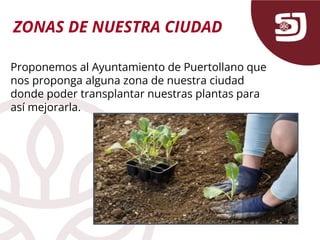 ZONAS DE NUESTRA CIUDAD
Proponemos al Ayuntamiento de Puertollano que
nos proponga alguna zona de nuestra ciudad
donde poder transplantar nuestras plantas para
así mejorarla.
 