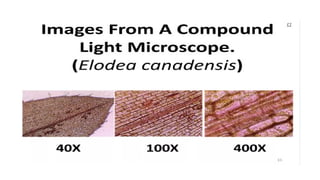 Compound Microscope - Microbiology for Lab Technicians | PPT