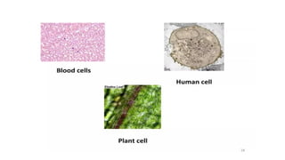 Compound Microscope - Microbiology for Lab Technicians PPT
