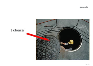 No. 10
 cloaca
example
 