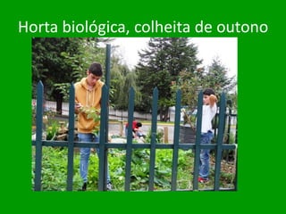 Horta biológica, colheita de outono
 