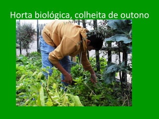 Horta biológica, colheita de outono
 