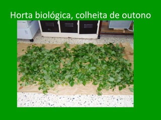 Horta biológica, colheita de outono
 