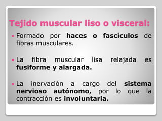 Tejido muscular liso o visceral:
 Formado por haces o fascículos de
fibras musculares.
 La fibra muscular lisa relajada es
fusiforme y alargada.
 La inervación a cargo del sistema
nervioso autónomo, por lo que la
contracción es involuntaria.
 