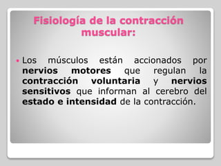Fisiología de la contracción
muscular:
 Los músculos están accionados por
nervios motores que regulan la
contracción voluntaria y nervios
sensitivos que informan al cerebro del
estado e intensidad de la contracción.
 