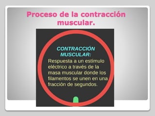 Proceso de la contracción
muscular.
 