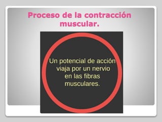 Proceso de la contracción
muscular.
 