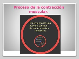 Proceso de la contracción
muscular.
 