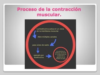 Proceso de la contracción
muscular.
 