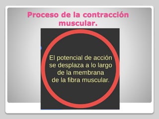Proceso de la contracción
muscular.
 