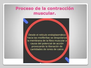 Proceso de la contracción
muscular.
 
