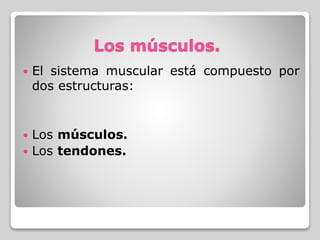 Los músculos.
 El sistema muscular está compuesto por
dos estructuras:
 Los músculos.
 Los tendones.
 