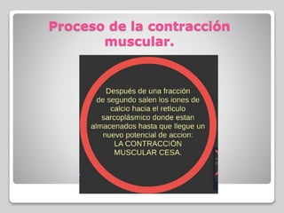 Proceso de la contracción
muscular.
 